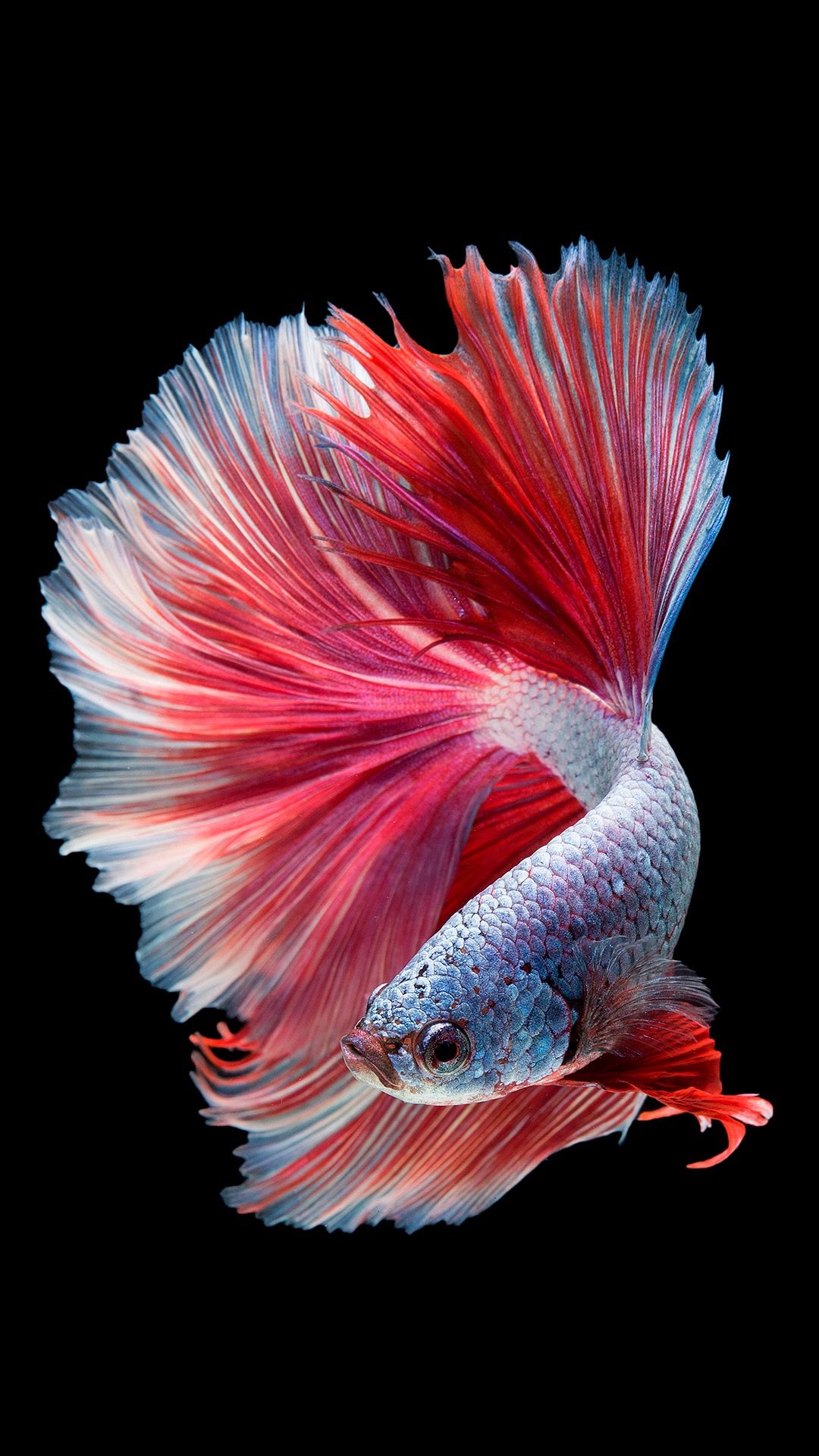 Tips On How To Land The Best Betta Fish post thumbnail image