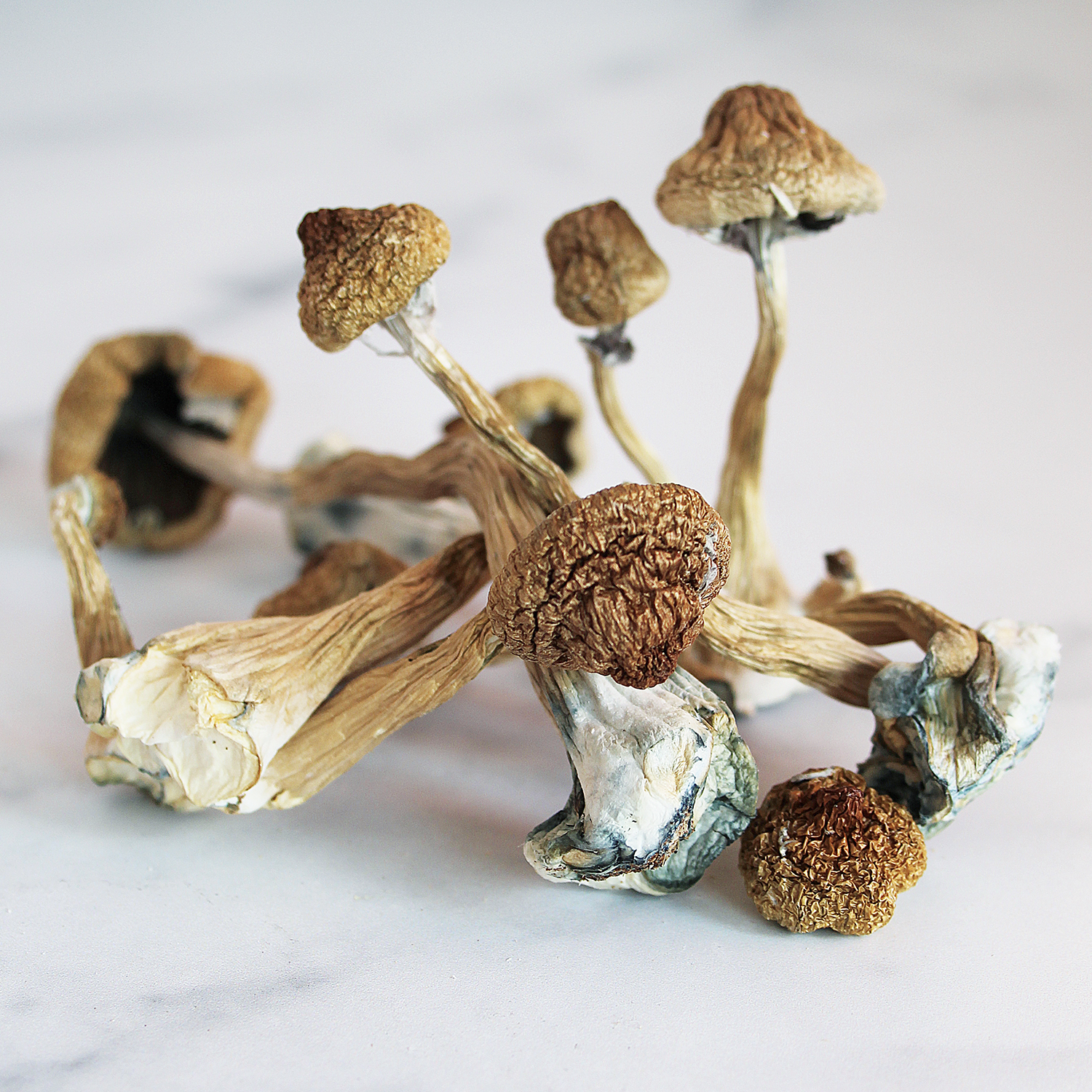 What are the best places to buy magic mushrooms? post thumbnail image