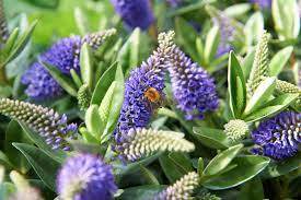 Reasons to Buy Buddleja Online post thumbnail image