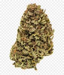 All You Need To Know About Buy Weed Online Canada Is Here post thumbnail image
