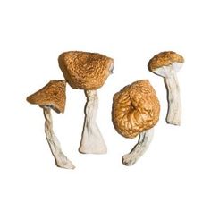 Can Magic Mushrooms online order Canada Cure My Depression? post thumbnail image