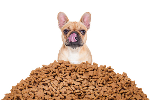 Is It Safe To Opt For Cheaper Dog Food? post thumbnail image