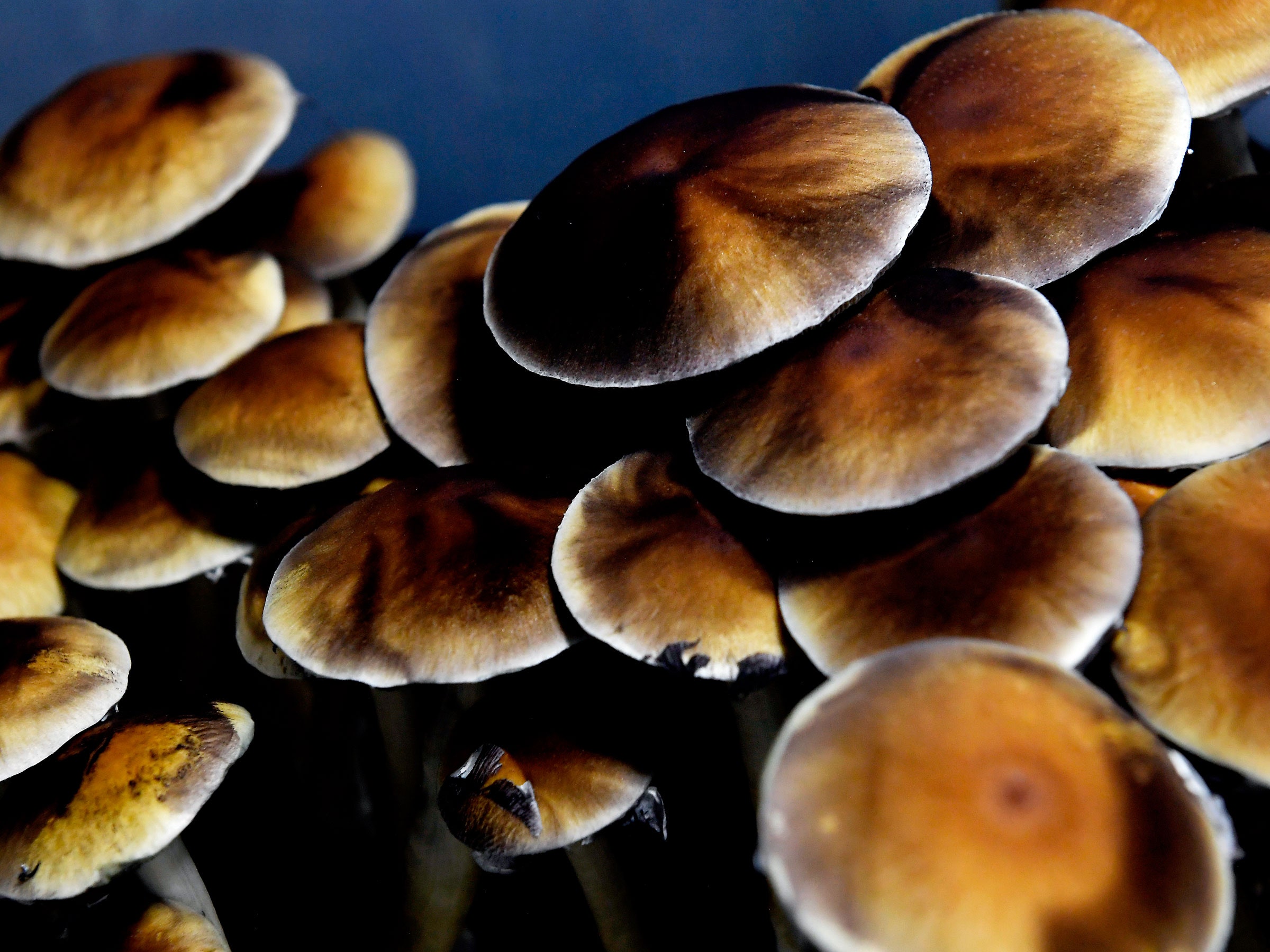 How Psychedelics Could Change the Way We Treat Mental Illness? post thumbnail image