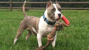 With Pit bull training, your pet will be more docile post thumbnail image