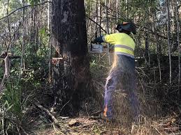 Tree Removal Services in the Sunshine Coast Region post thumbnail image