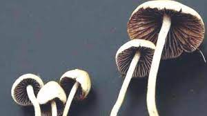 Knowing the best ways to take shrooms dc post thumbnail image