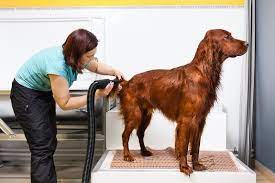 The dog blow dryers boost the appearance of the cover post thumbnail image